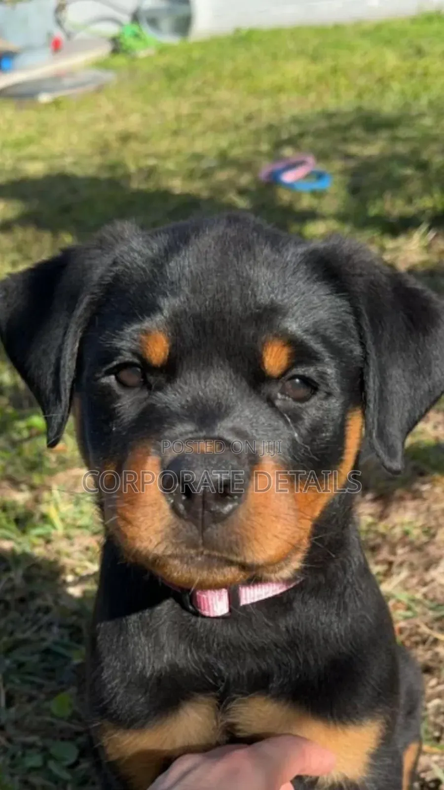 1-3 months Male Purebred Rottweiler