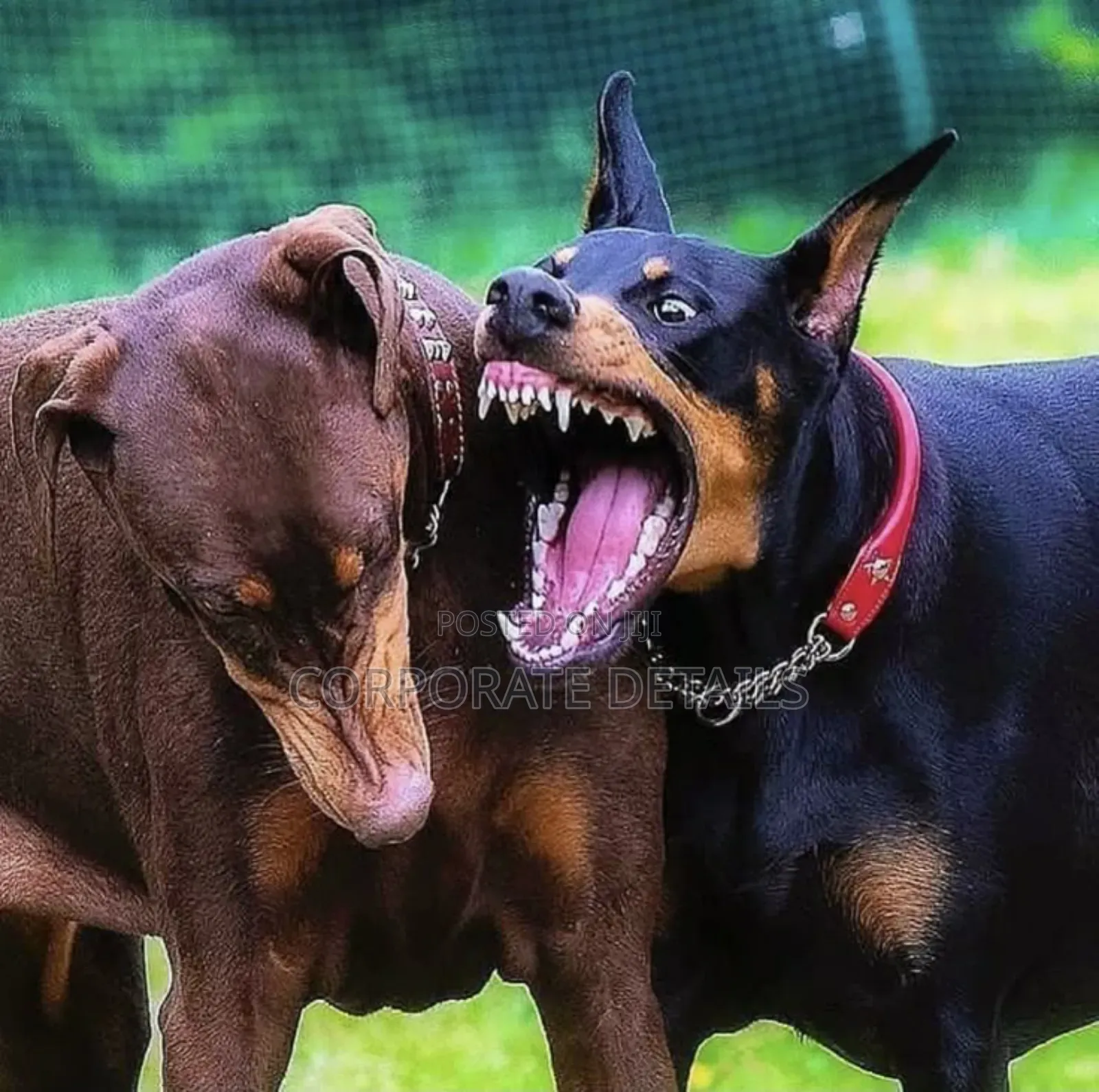 1+ year Male Purebred Doberman Pinscher