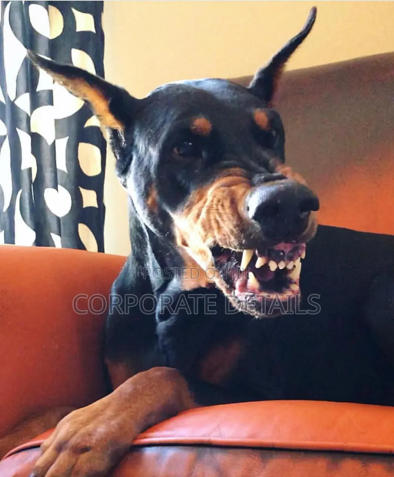1+ year Male Purebred Doberman Pinscher