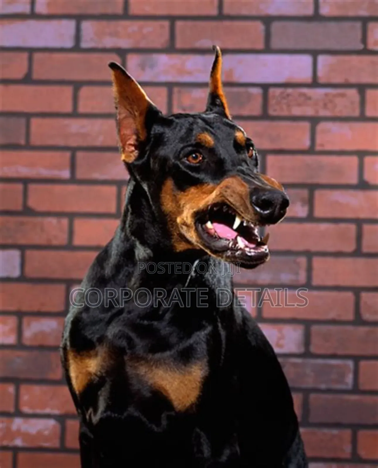 1+ year Male Purebred Doberman Pinscher
