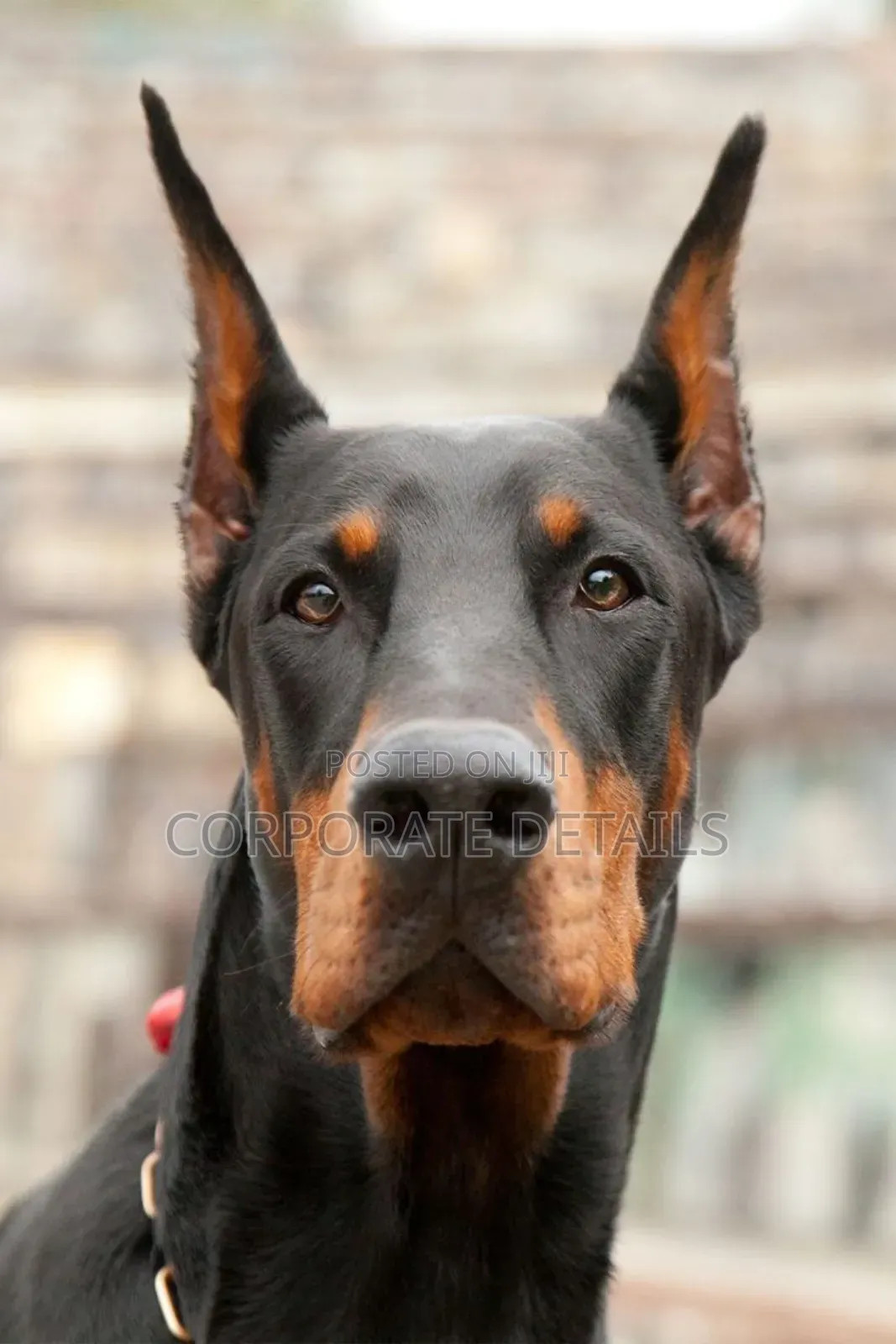 1+ year Male Purebred Doberman Pinscher