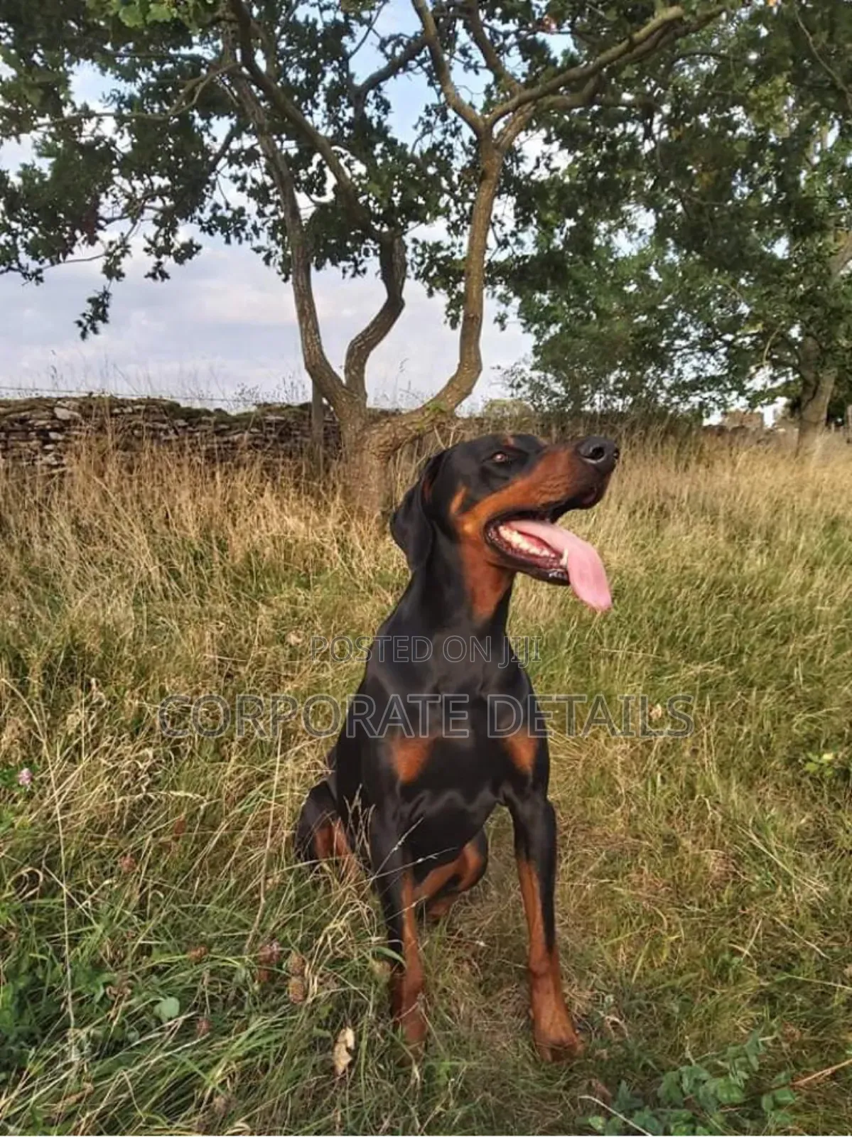 6-12 months Male Purebred Doberman Pinscher