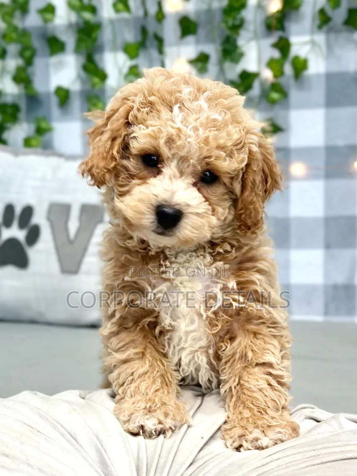 1-3 months Male Purebred Maltese