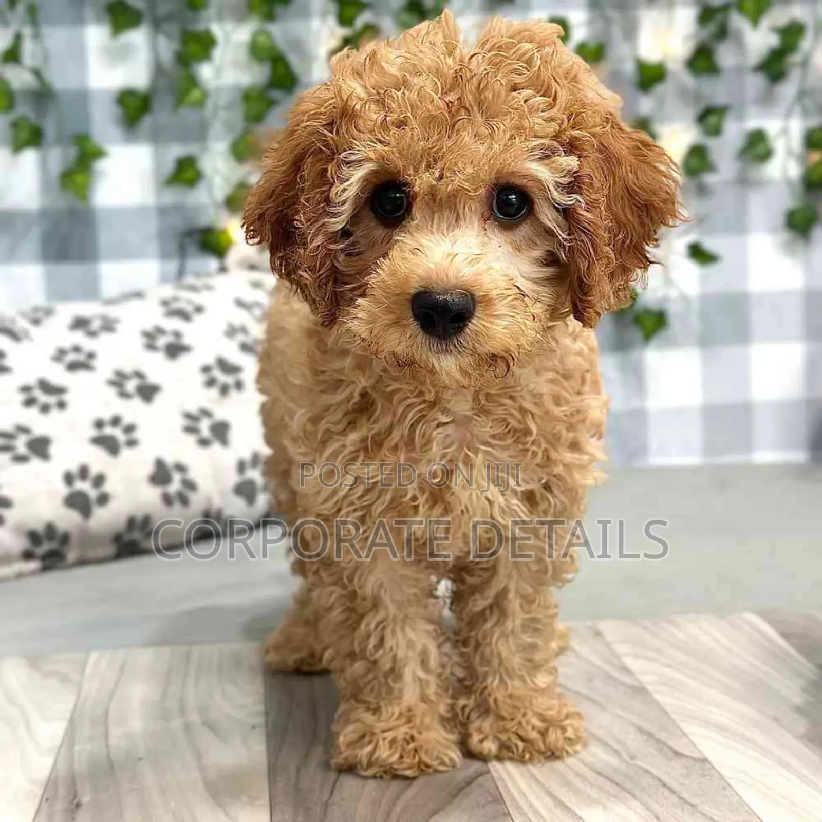 1-3 months Male Purebred Maltese