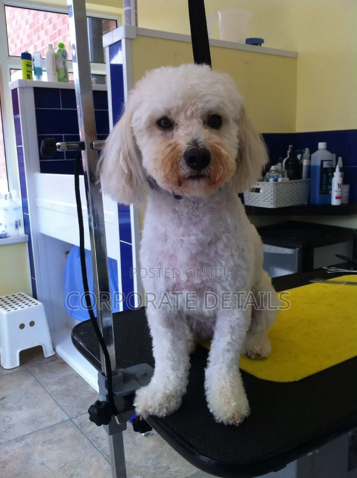 1-3 months Male Purebred Maltese