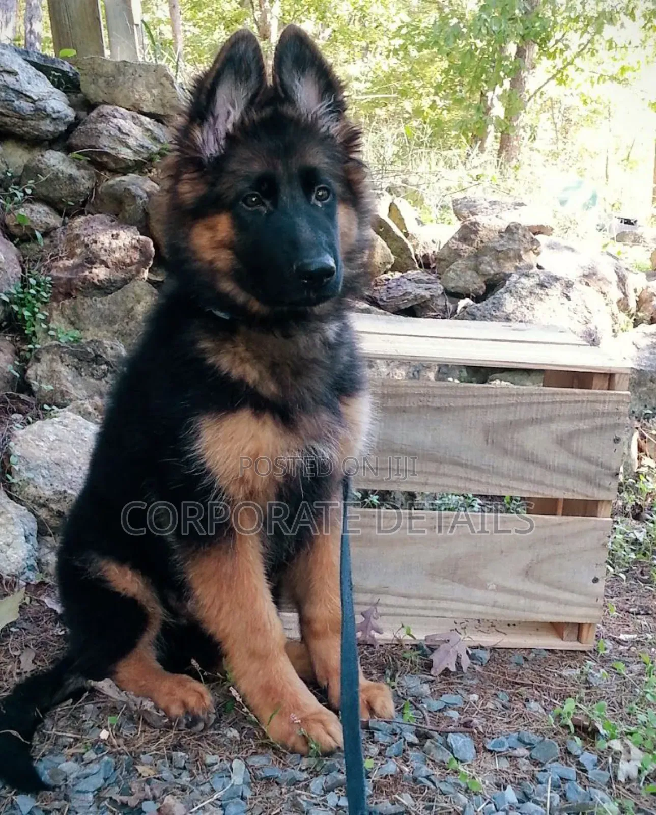 1+ year Male Purebred German Shepherd