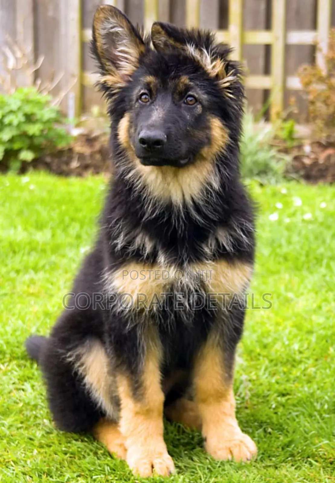 1+ year Male Purebred German Shepherd