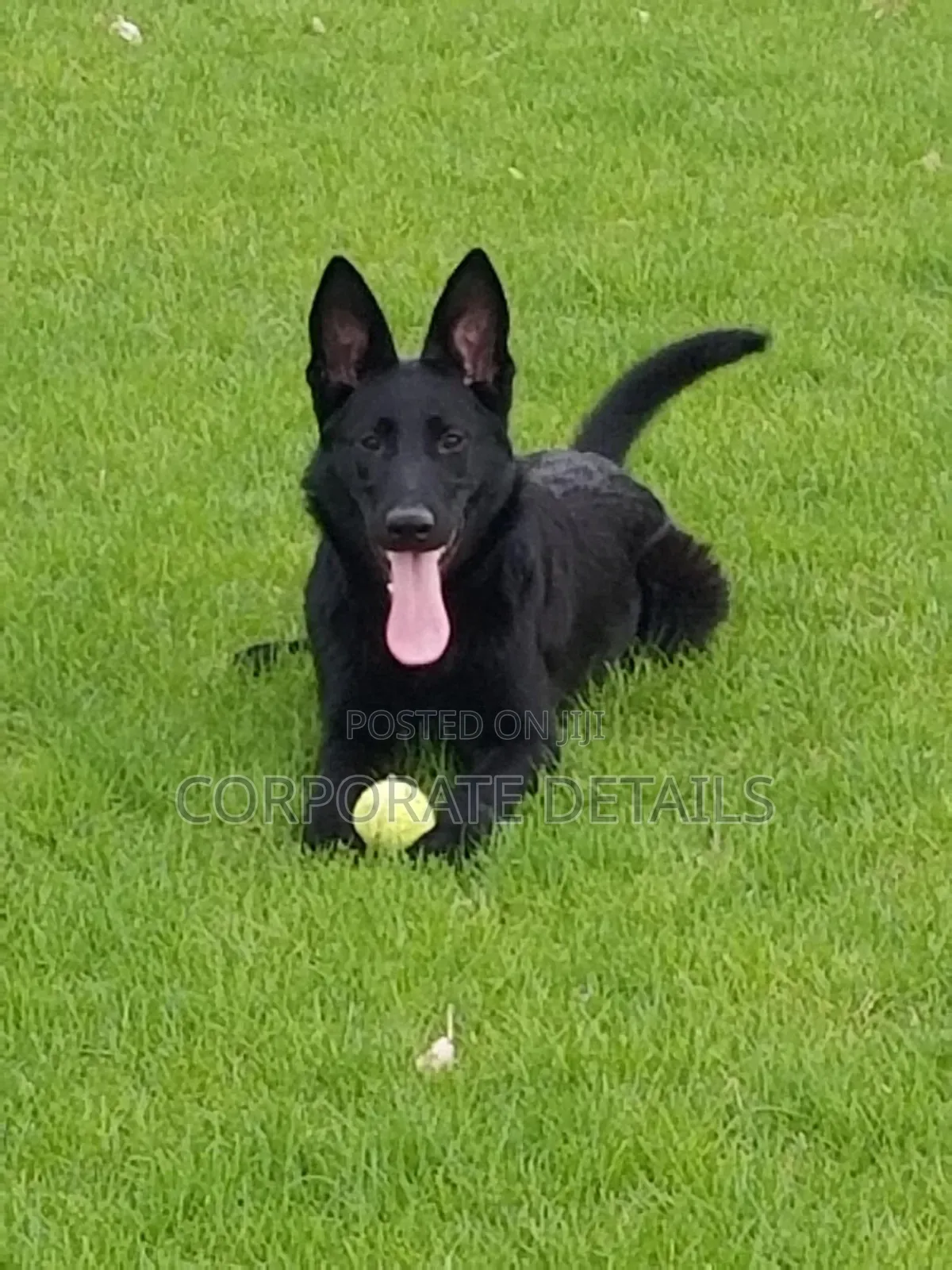 1-3 months Male Purebred German Shepherd
