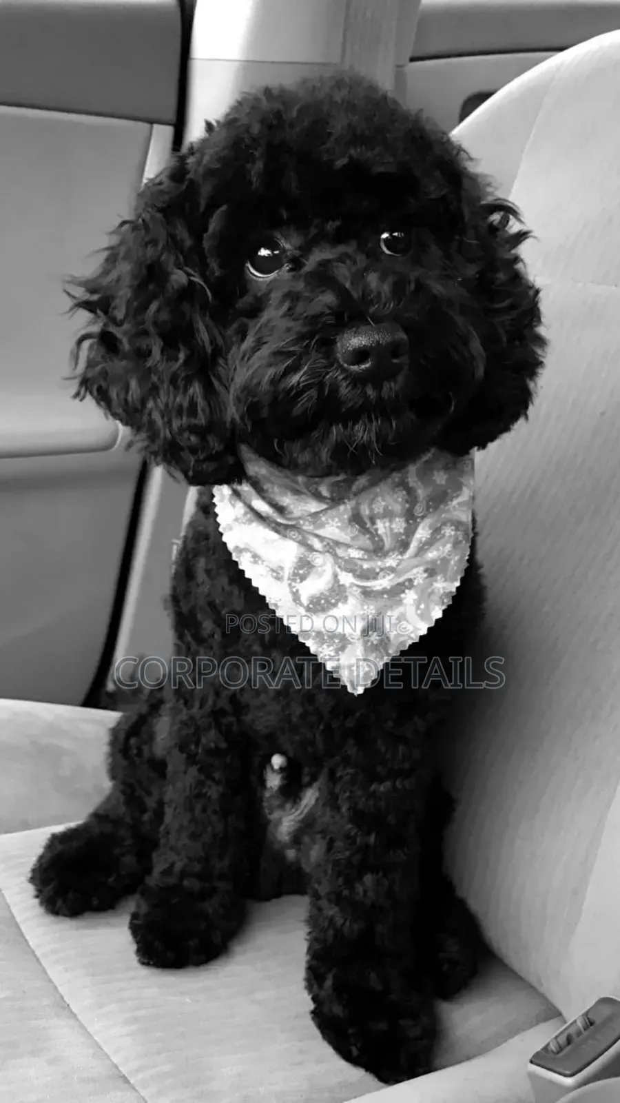 1-3 months Male Purebred Poodle