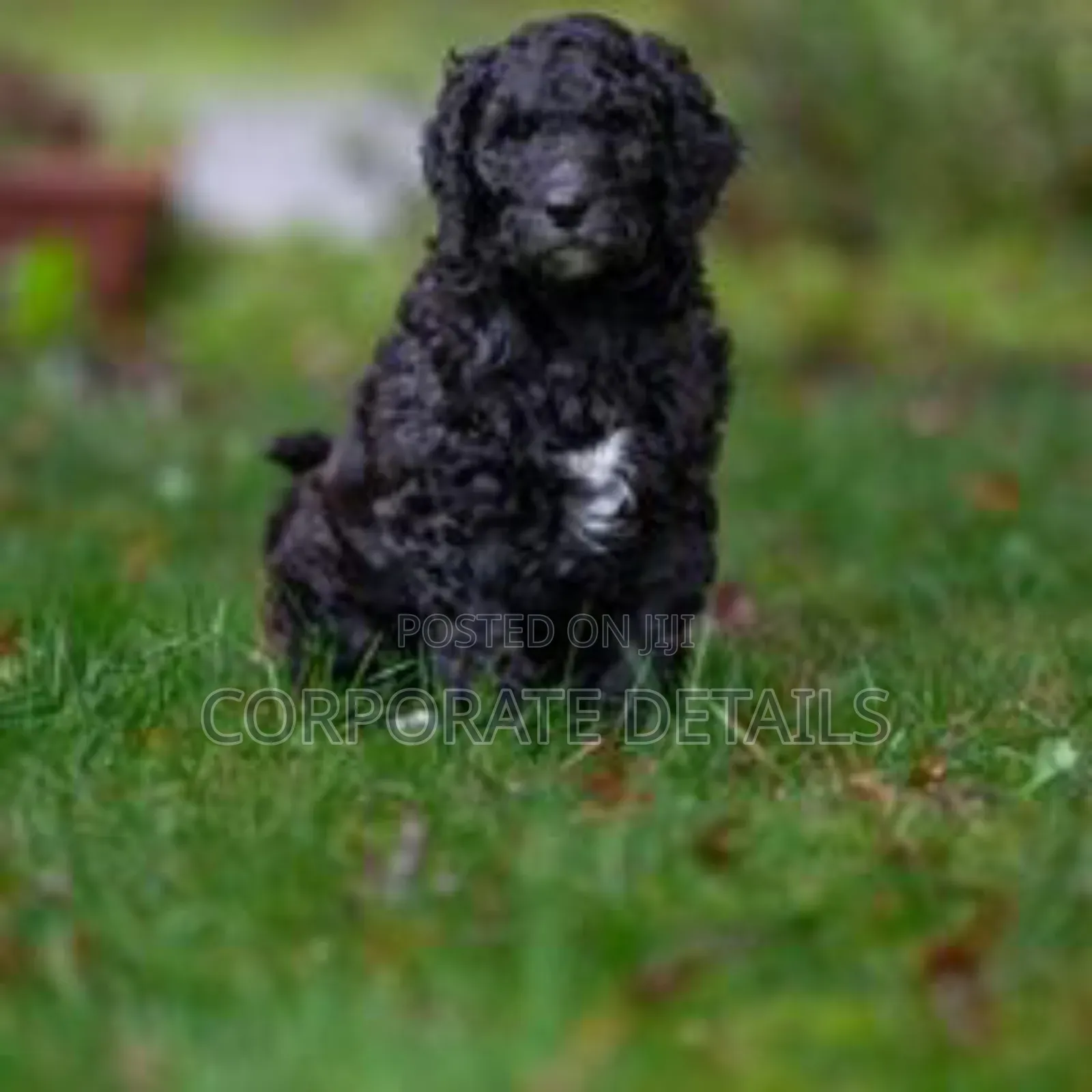 1-3 months Male Purebred Poodle
