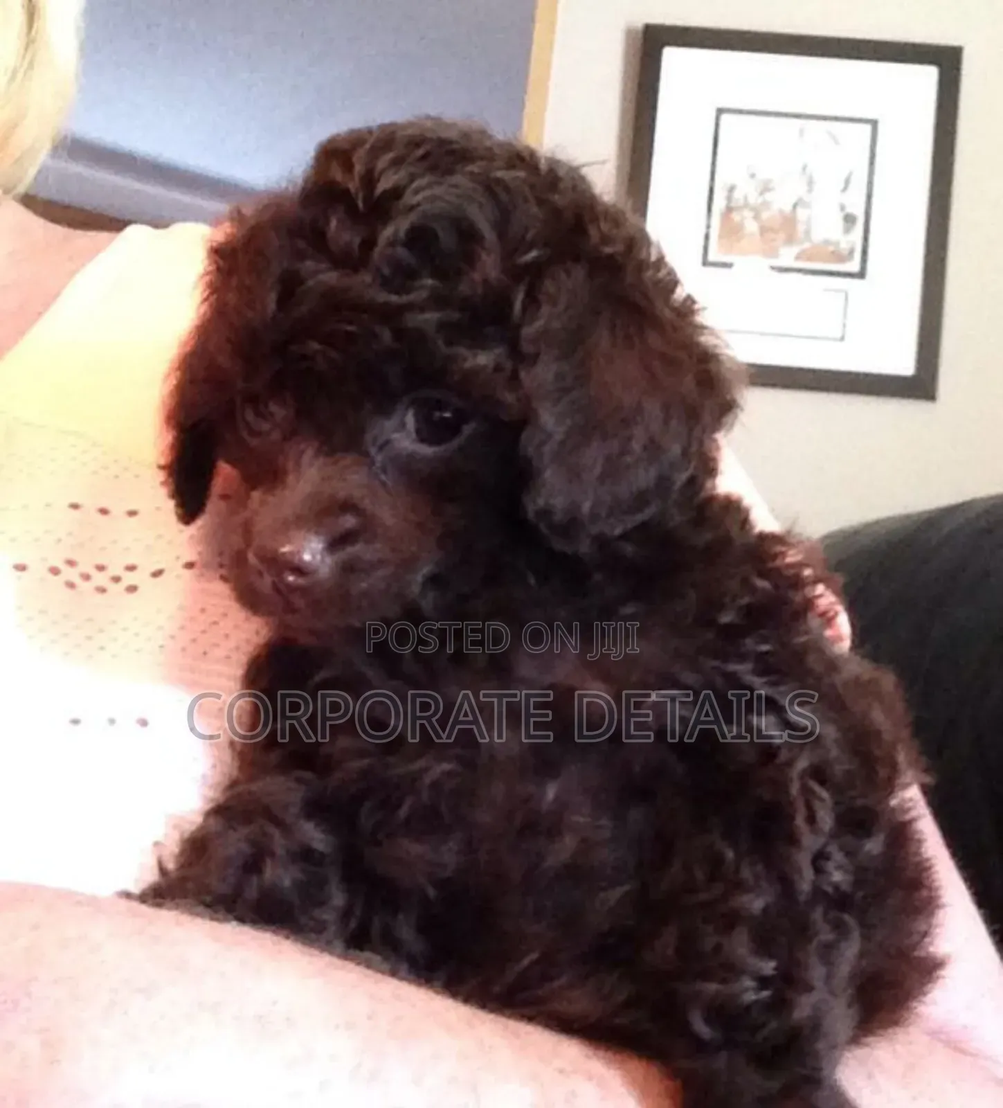 1-3 months Male Purebred Poodle