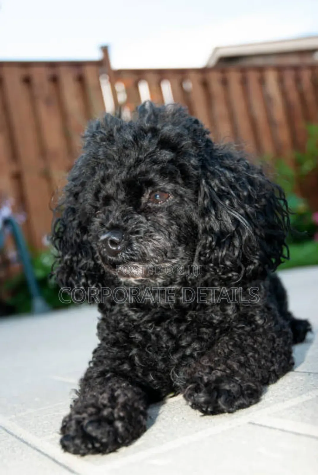 1-3 months Male Purebred Poodle