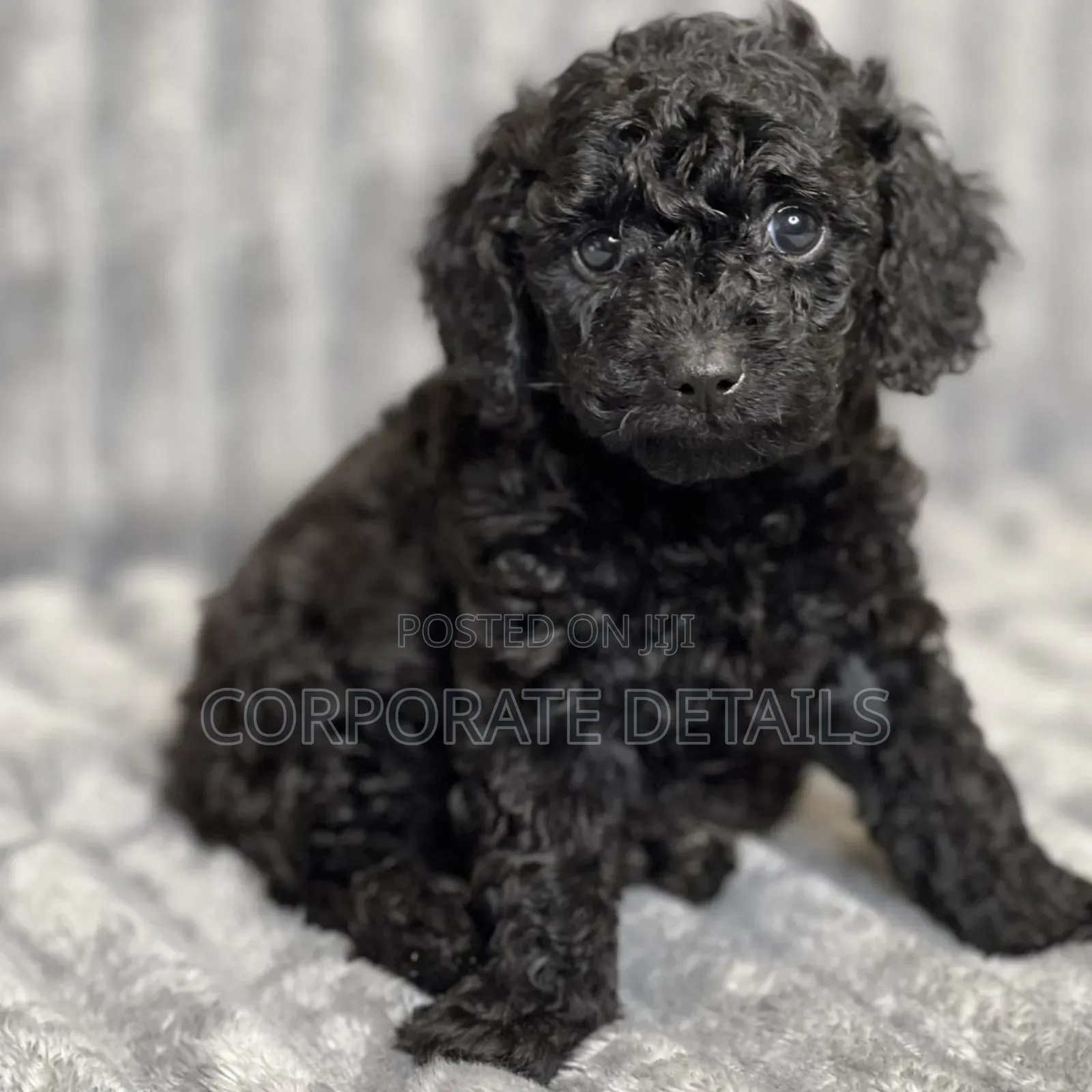 1-3 months Male Purebred Poodle