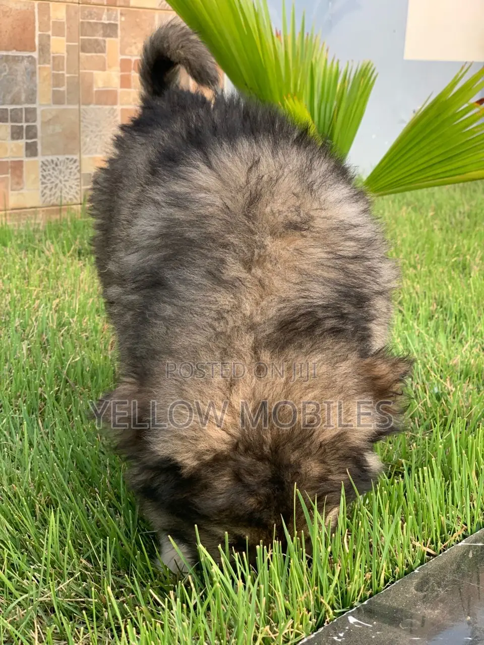 1-3 months Male Purebred Caucasian Shepherd