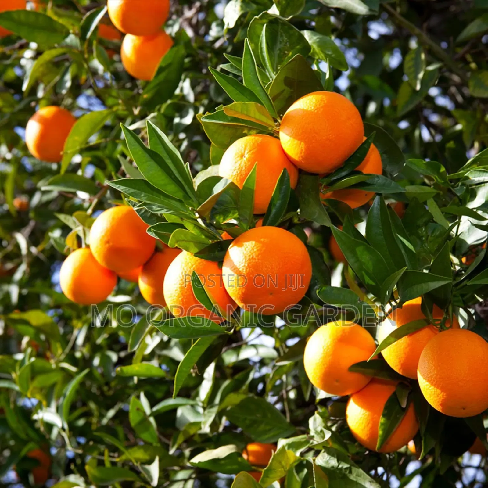 Clementine Orange Plant Seedling
