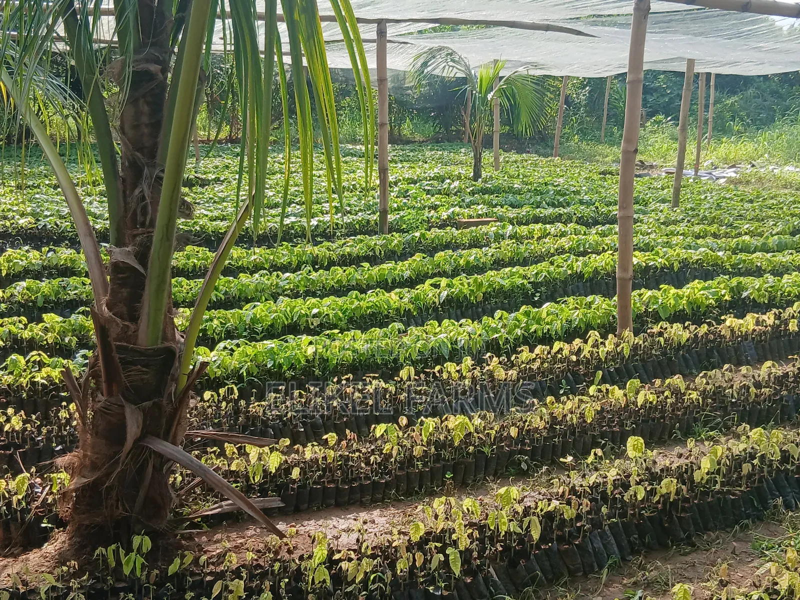 Quality Cocoa Seedlings for Sale