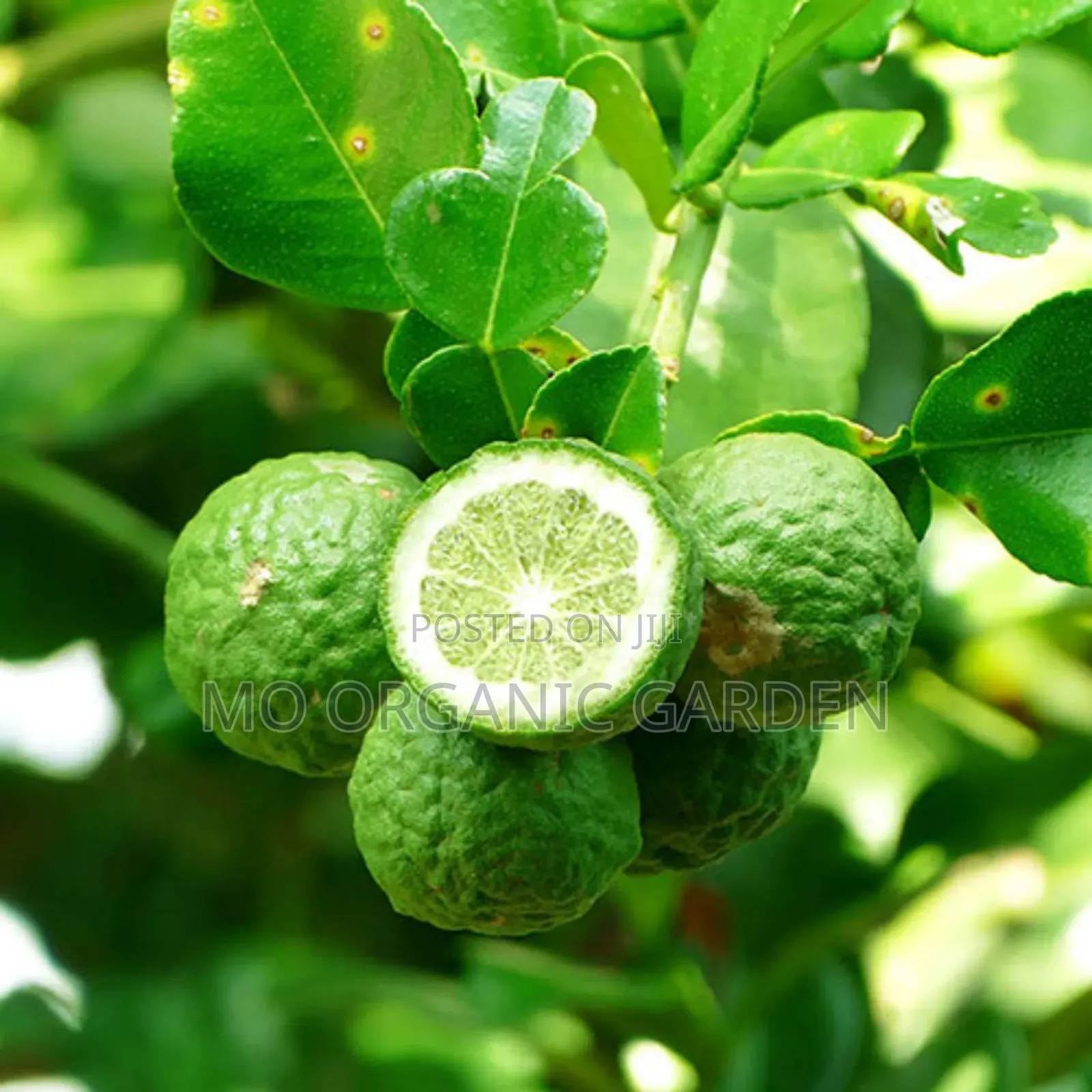 Kaffir Lime Seedling/Plant