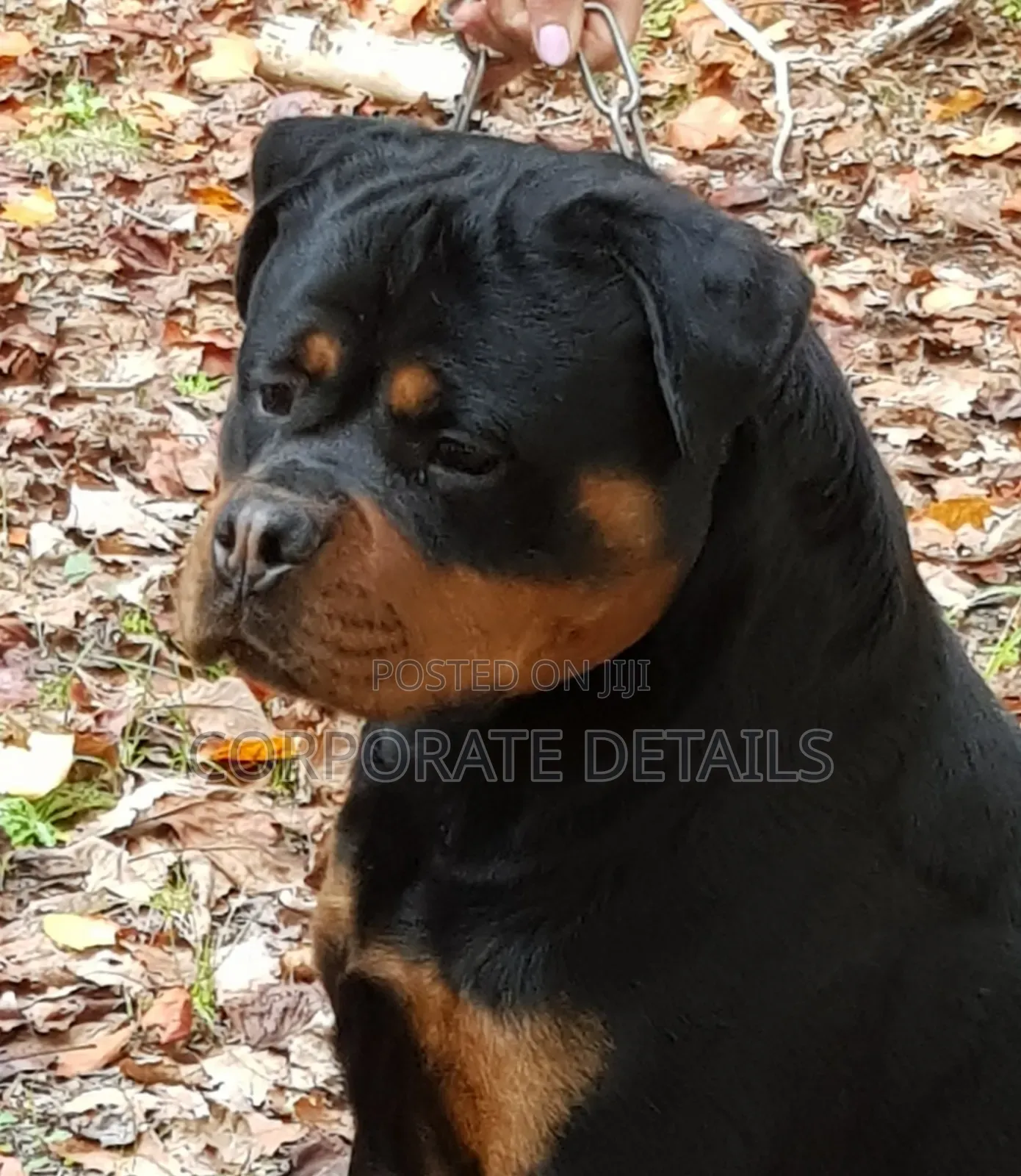 1+ year Male Purebred Rottweiler