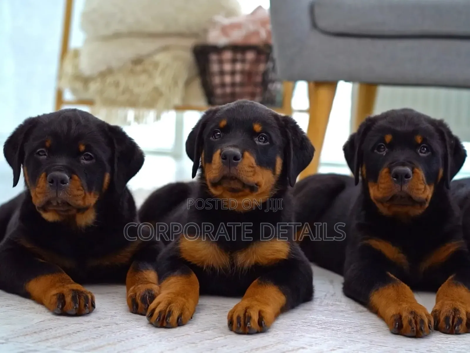 1-3 months Male Purebred Rottweiler