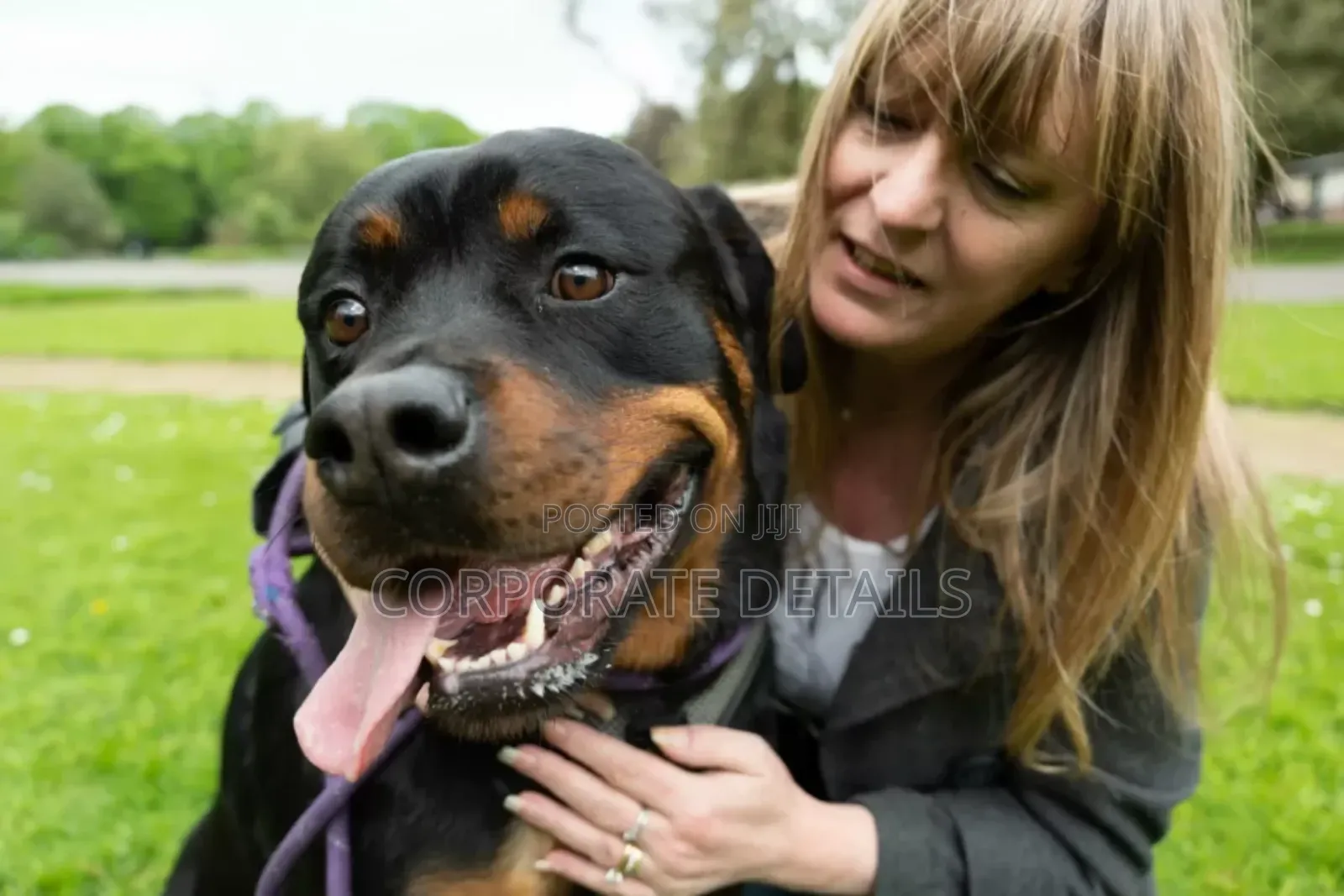 1-3 months Male Purebred Rottweiler