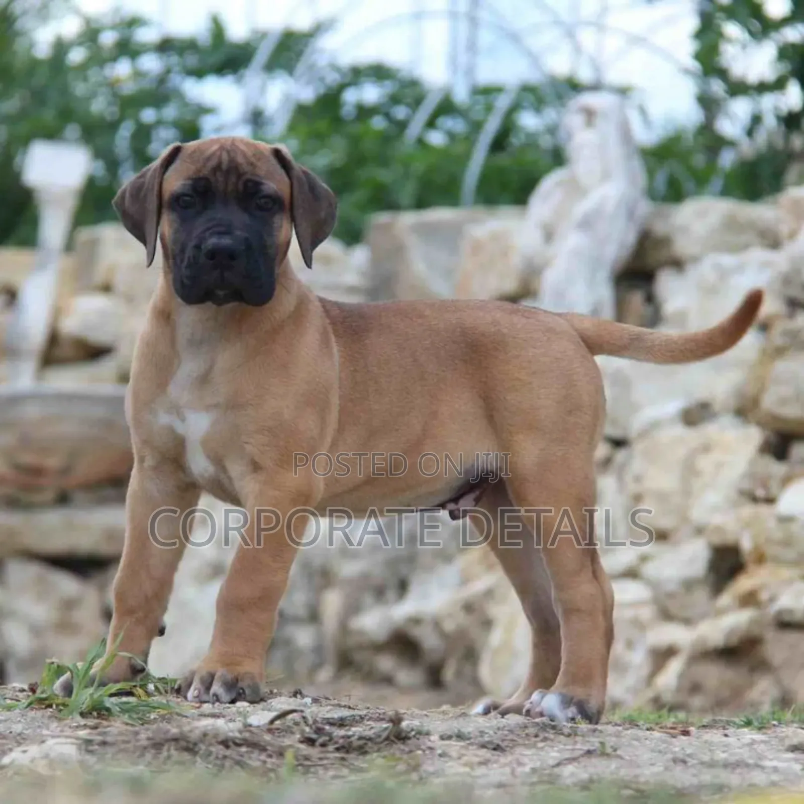 1-3 months Male Purebred Boerboel