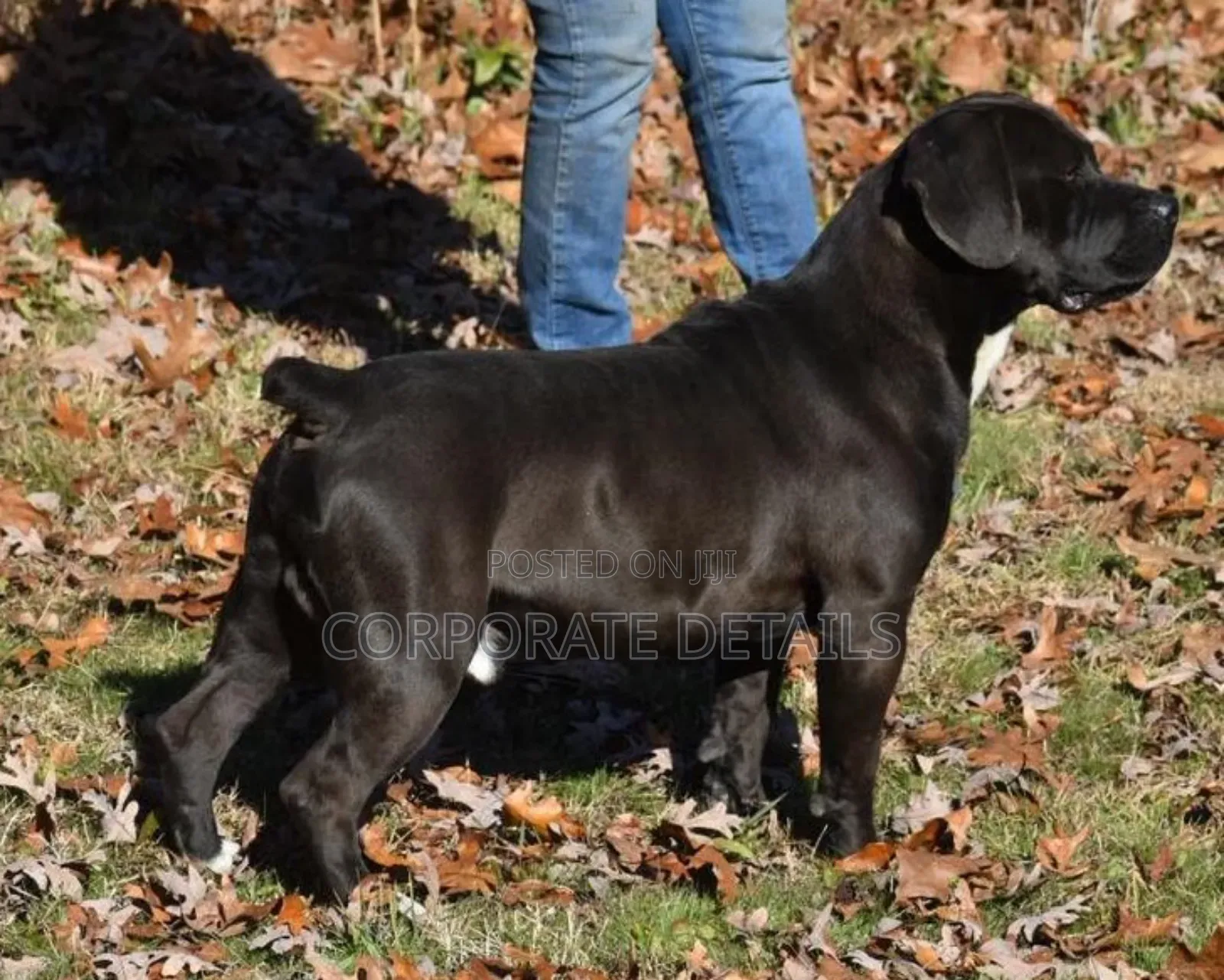 3-6 months Male Purebred Boerboel