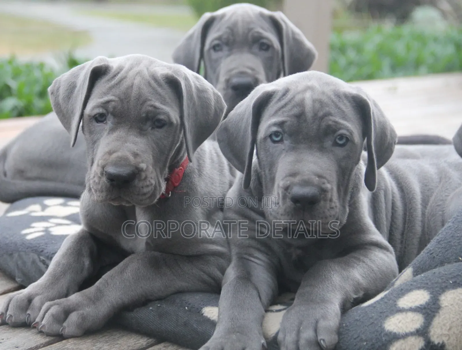 1-3 months Male Purebred Great Dane