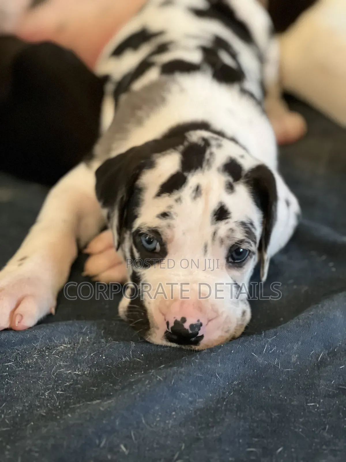 1-3 months Male Purebred Great Dane