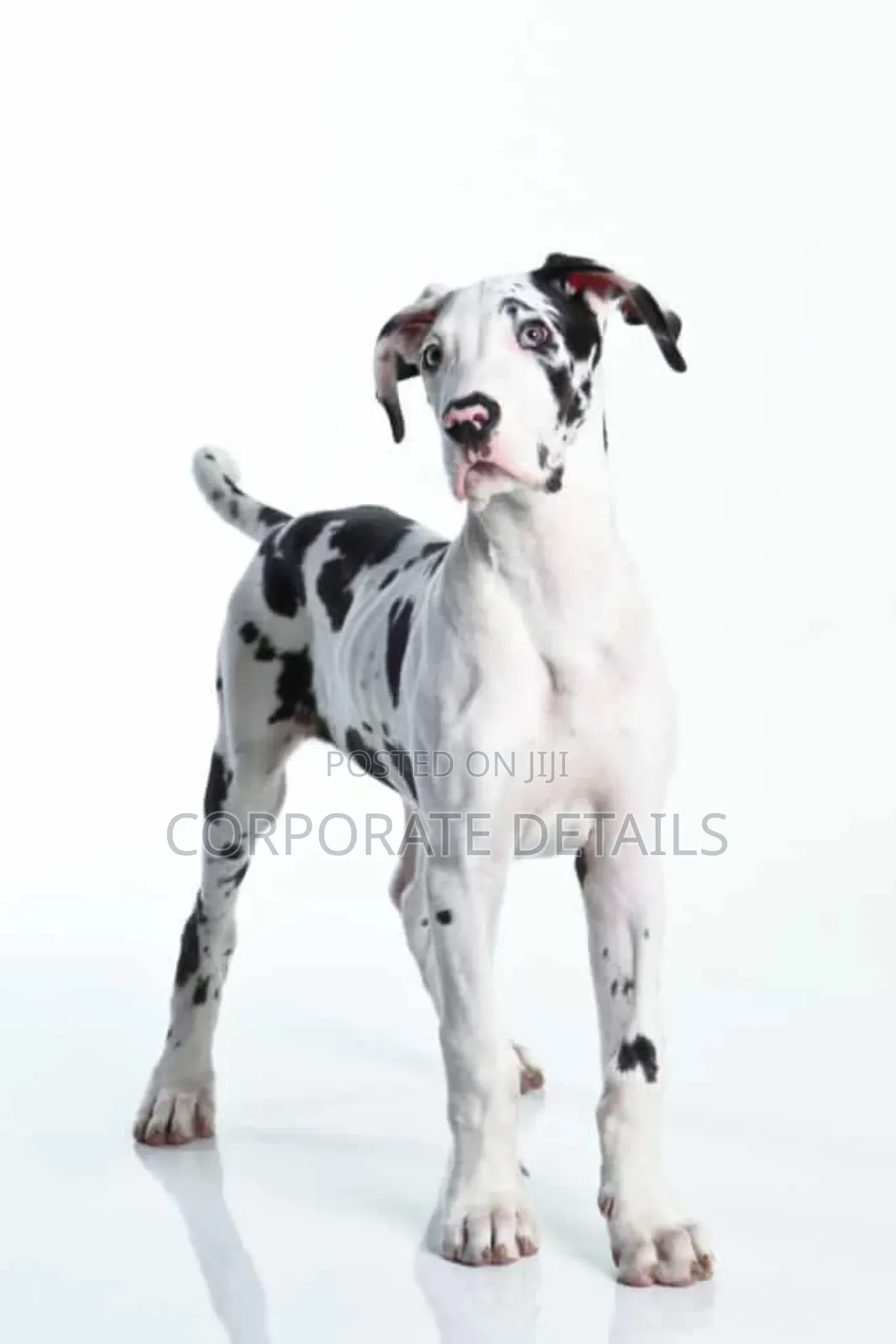 1-3 months Male Purebred Great Dane