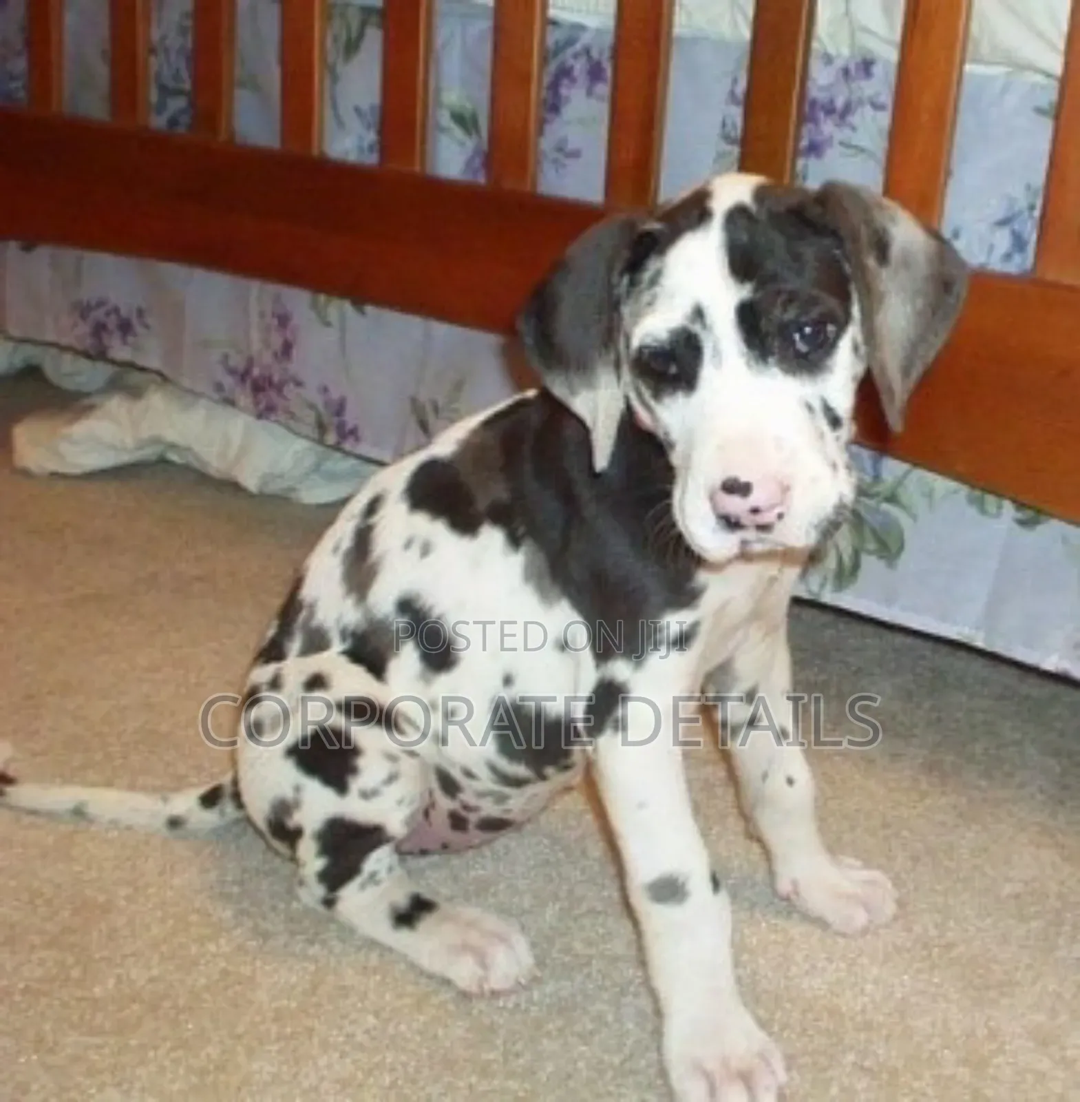 1-3 months Male Purebred Great Dane