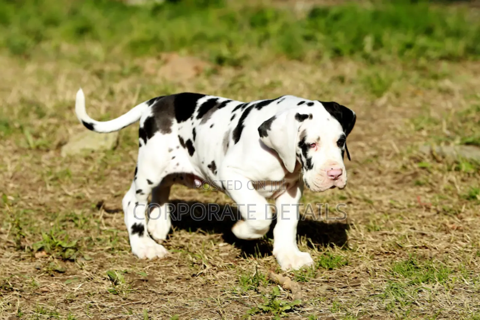 1-3 months Male Purebred Great Dane