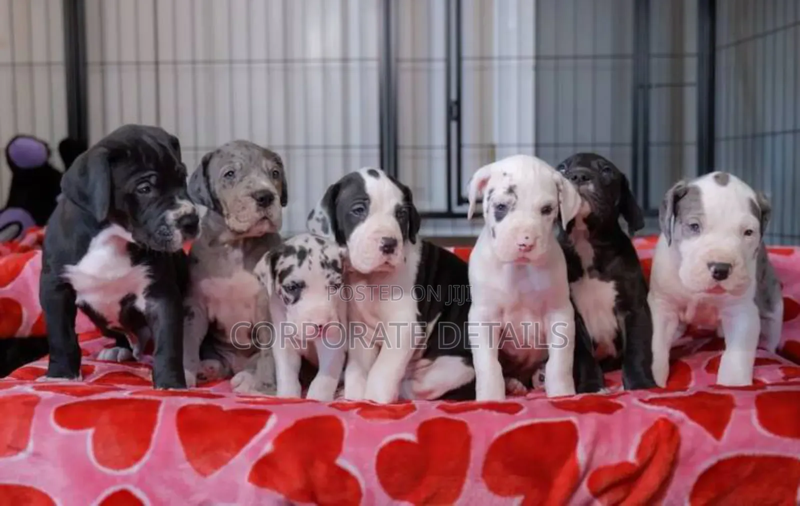 1-3 months Male Purebred Great Dane