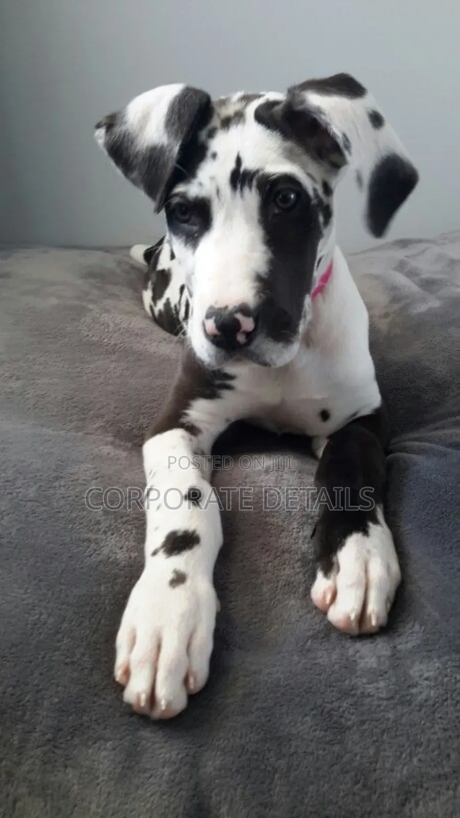 1-3 months Male Purebred Great Dane