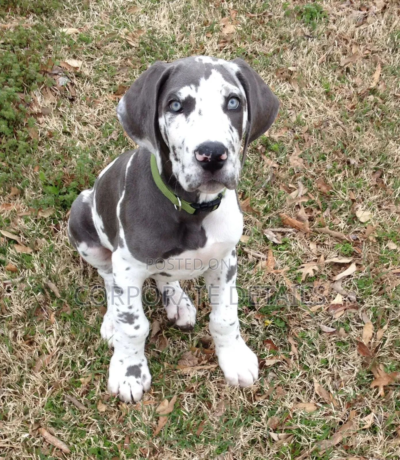 1-3 months Male Purebred Great Dane