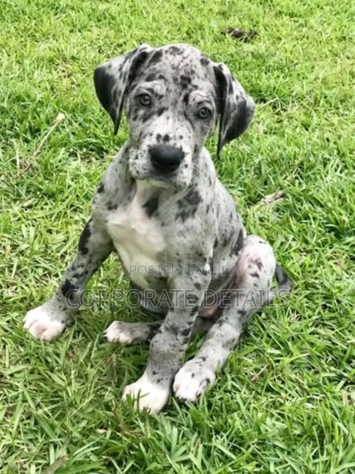 1-3 months Male Purebred Great Dane