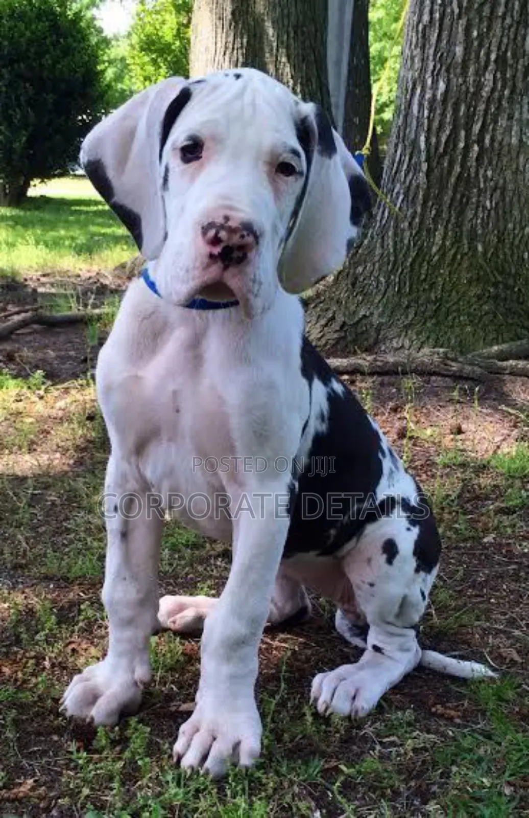 1-3 months Male Purebred Great Dane