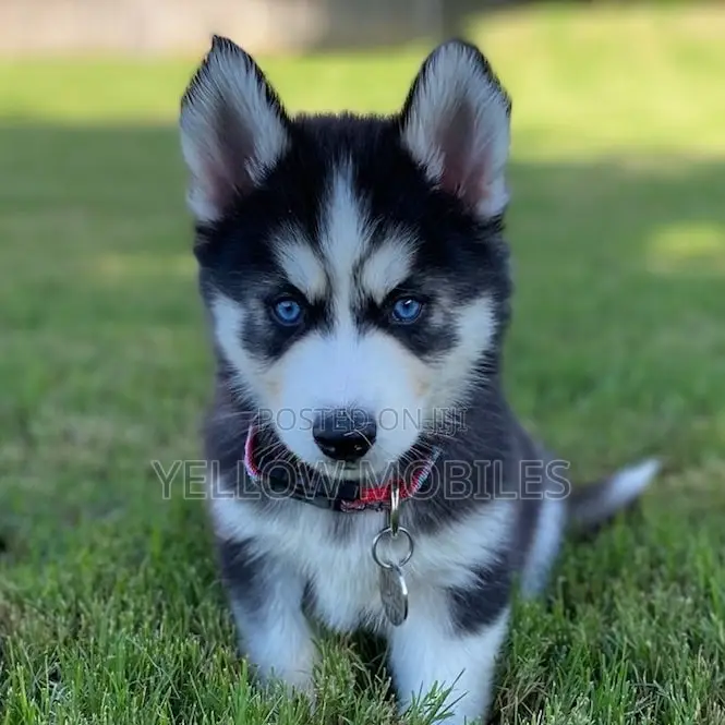 1-3 months Female Purebred Siberian Husky