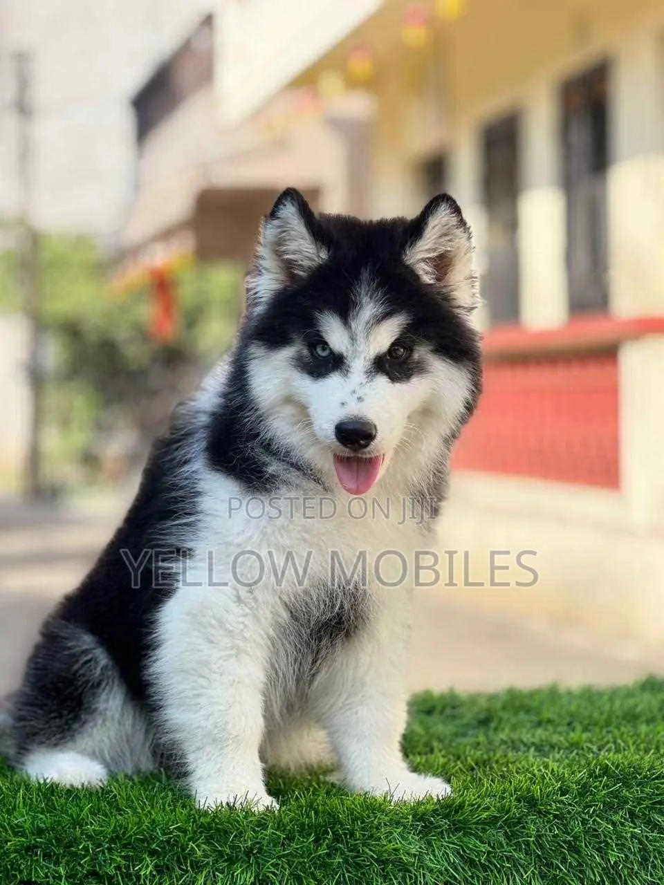 1-3 months Female Purebred Siberian Husky