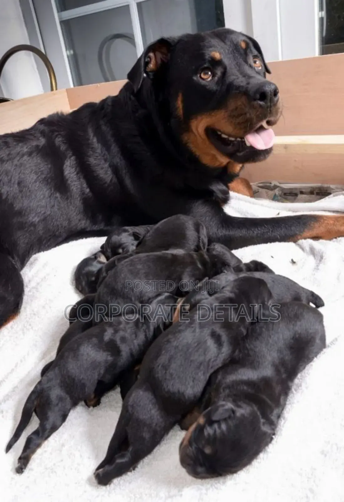 1-3 months Male Purebred Rottweiler