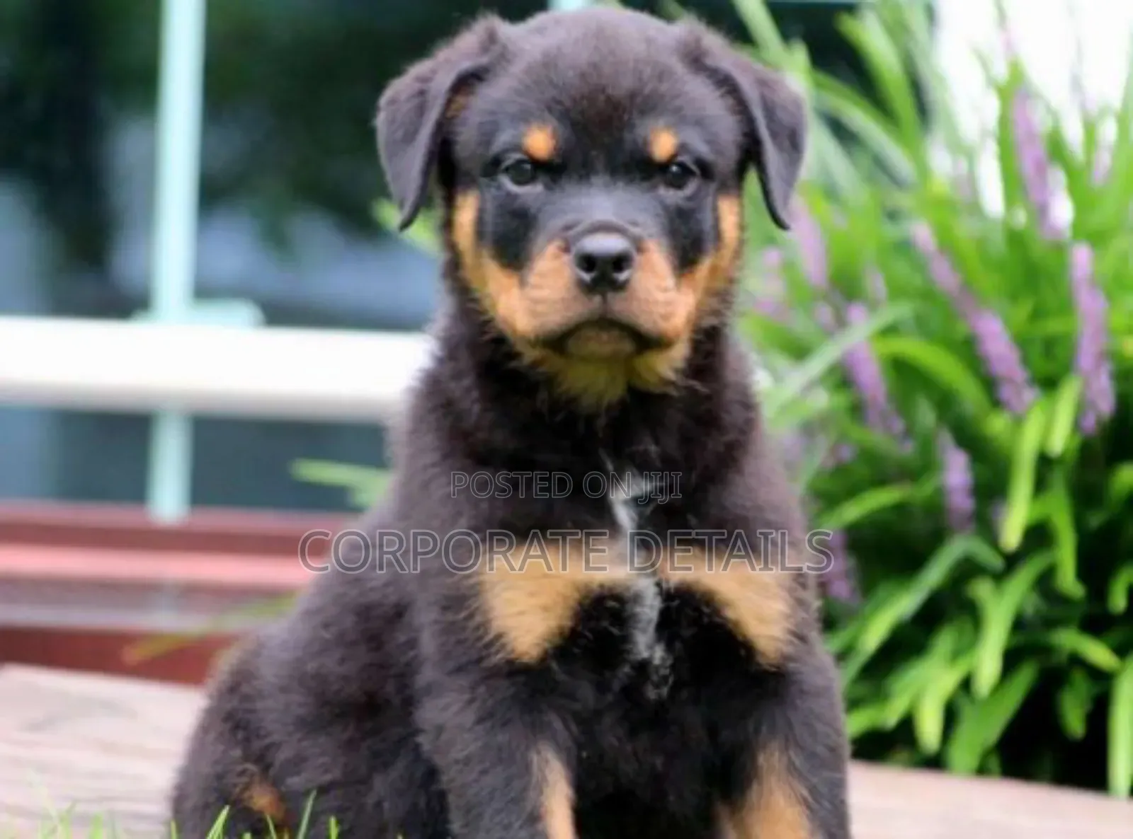 1-3 months Male Purebred Rottweiler
