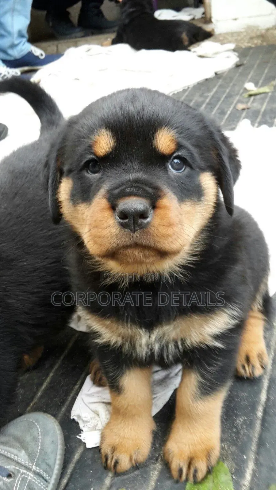 1-3 months Male Purebred Rottweiler