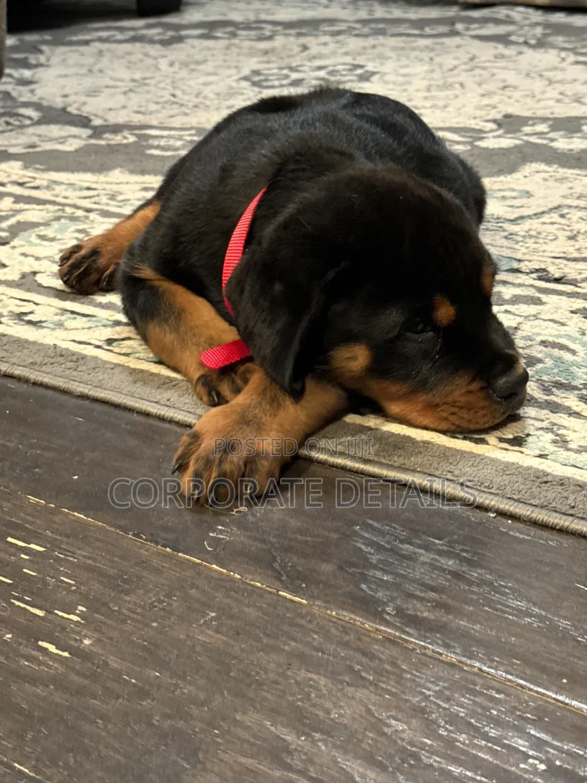 1-3 months Male Purebred Rottweiler