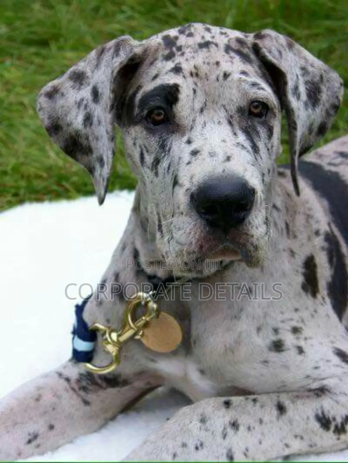 1-3 months Male Purebred Great Dane