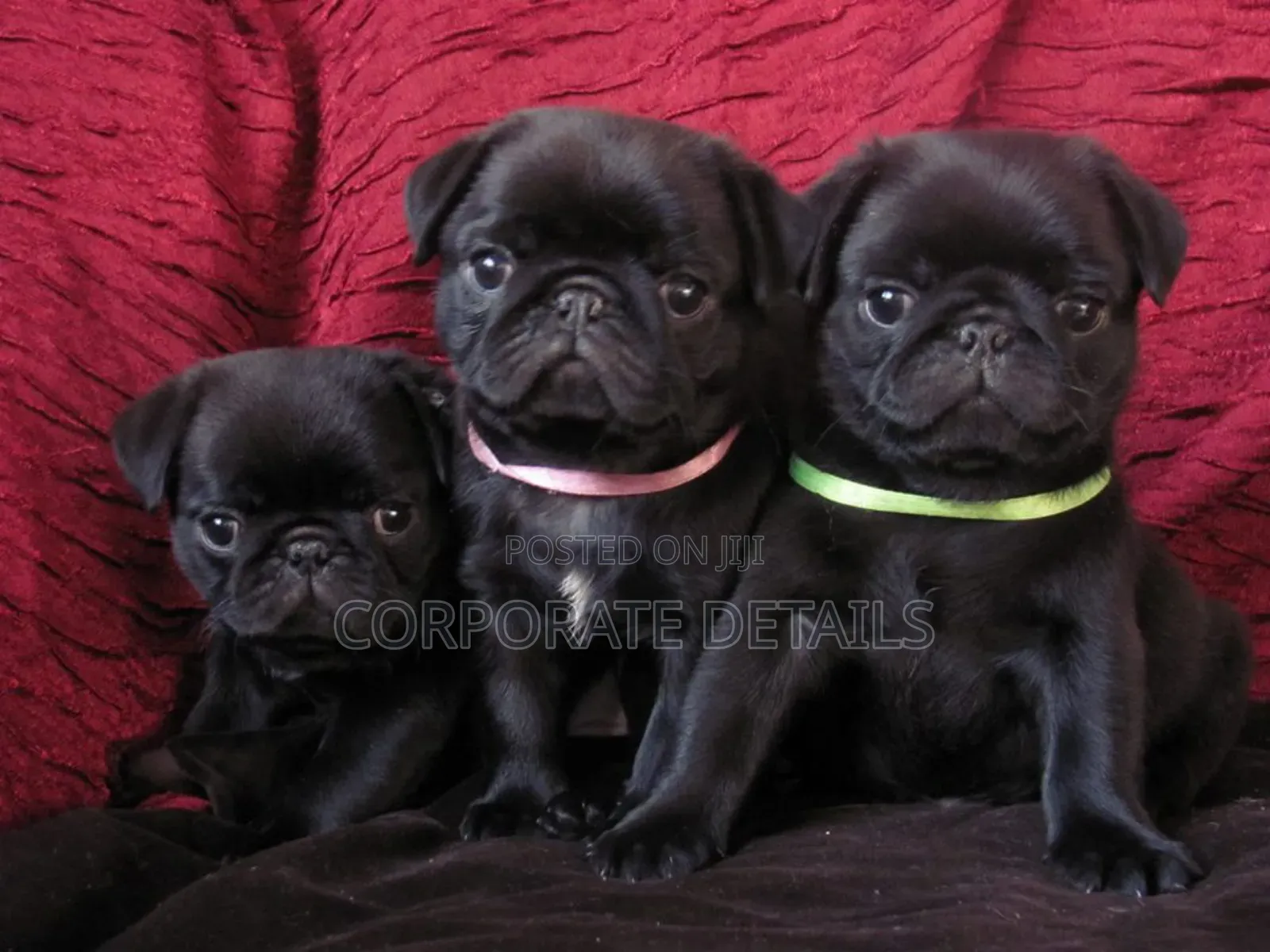 1-3 months Female Purebred Pug