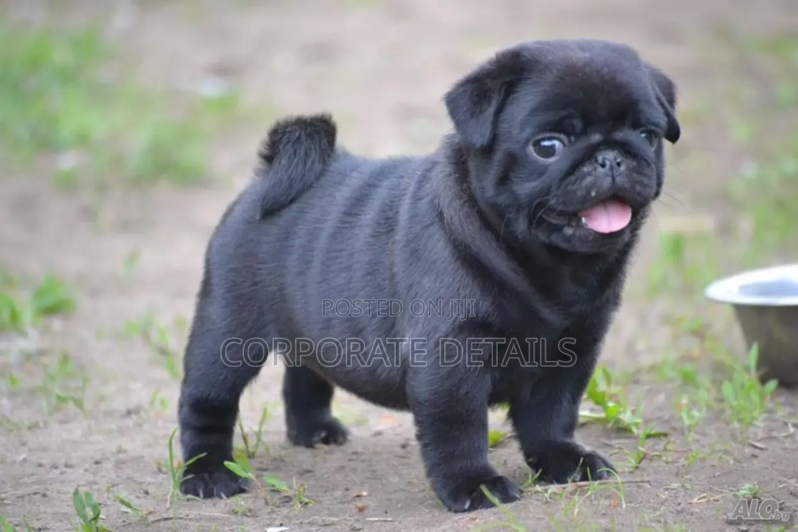 1-3 months Female Purebred Pug