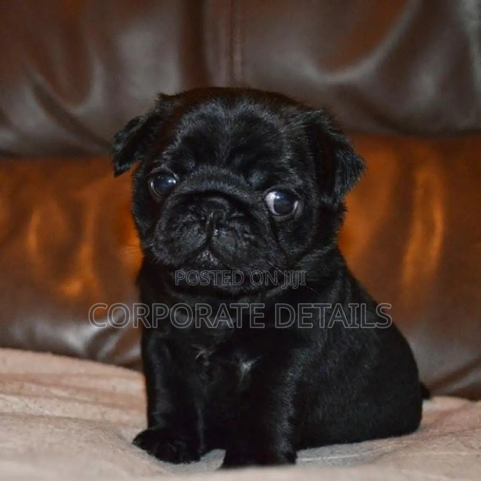 1-3 months Female Purebred Pug