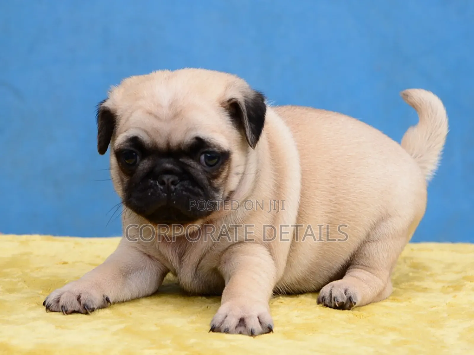 1-3 months Female Purebred Pug