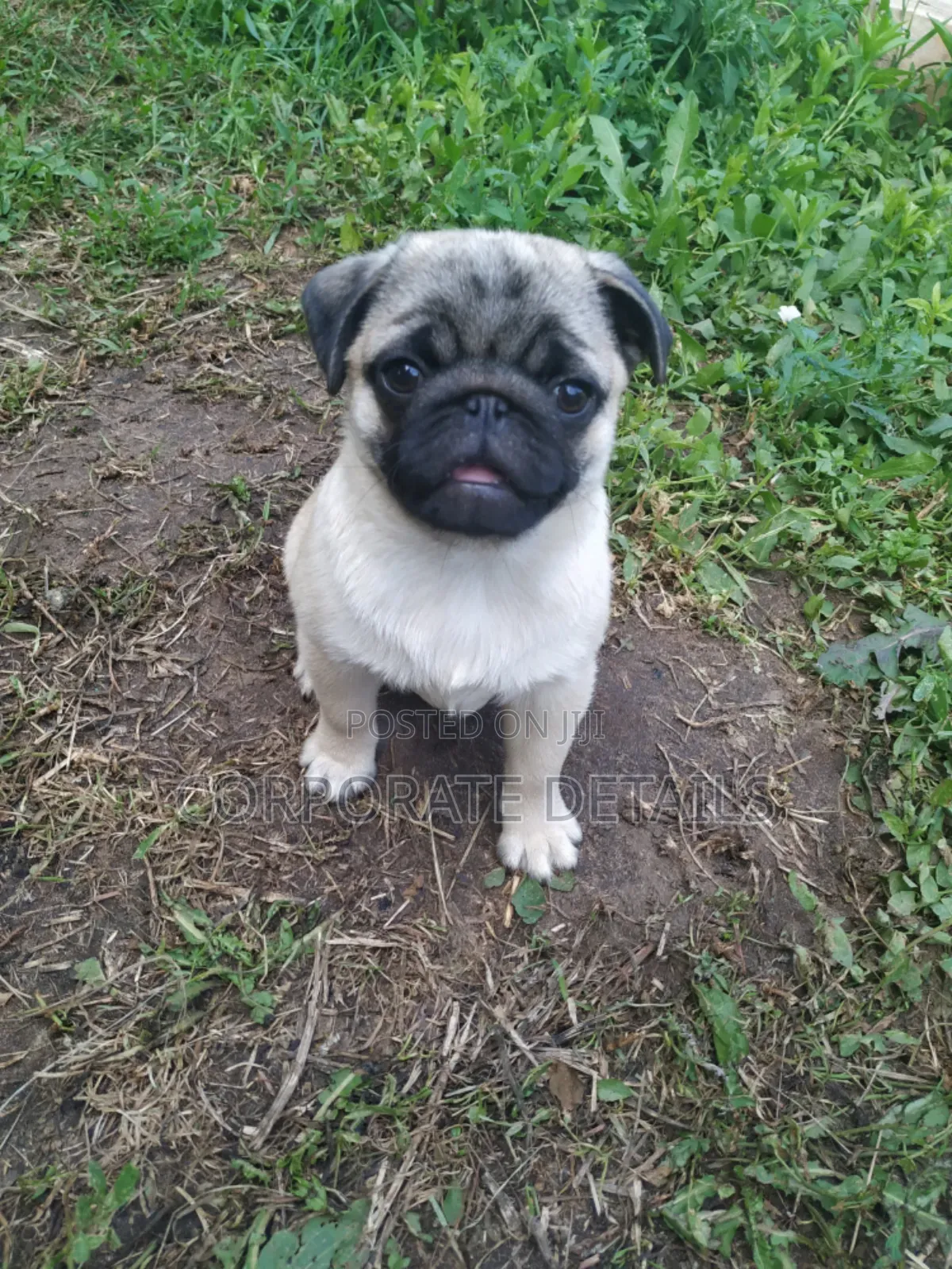 1-3 months Female Purebred Pug