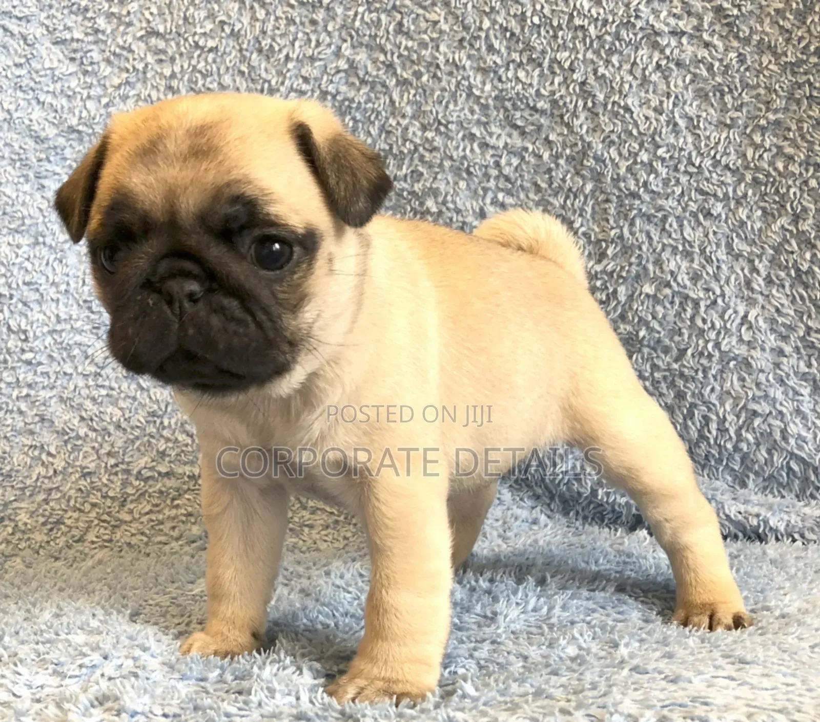 1-3 months Female Purebred Pug