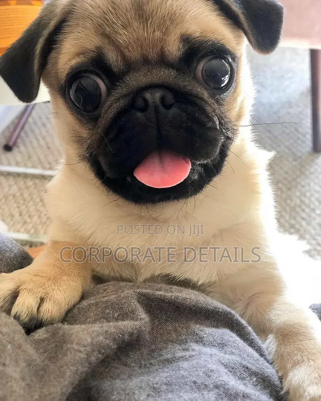 1-3 months Female Purebred Pug